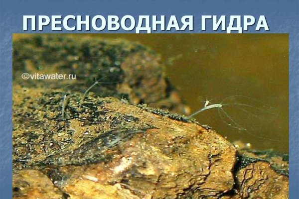 Кракен даркнет площадка ссылка