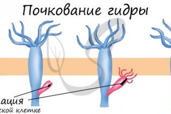 Кракен зеркало прокатис